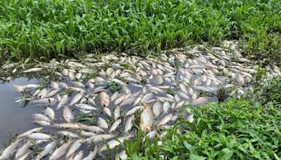 Defesa Civil e Polícia Ambiental começam a tirar peixes mortos do Rio Piracicaba