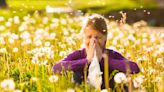 Pollen et allergies : les pollens de graminées toujours d'actualité