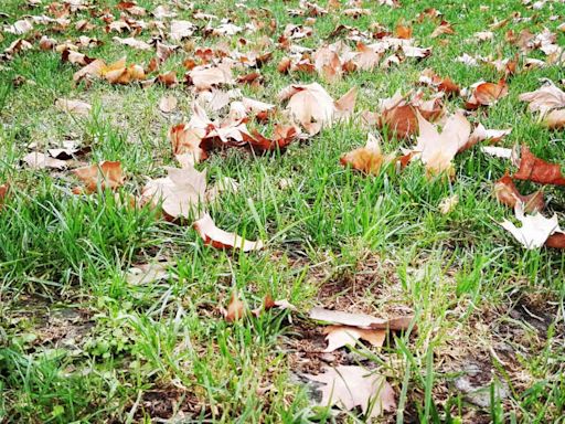 How to Plant Grass Seed in the Fall