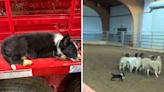 Internet obsessed with nine-week-old border collie expertly herding sheep