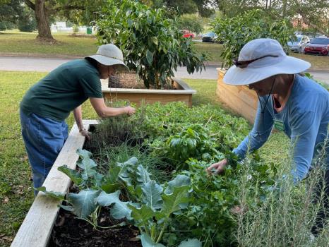 Master Gardeners Of Hamilton County Offers Class On Planting Cool-Season Crops