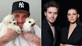 Brooklyn Beckham and Wife Nicola Peltz Beckham Announce Death of Their Dog Nala: 'We Will Always Think of You'