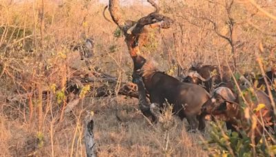 Watch: Lion Cub Escapes Death by 1,000 Buffaloes