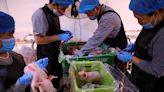 China pig breeders go high-tech in self-sufficiency push