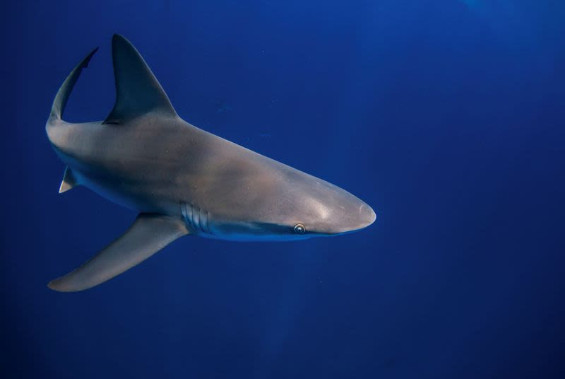 Three people attacked by sharks in Florida and Texas