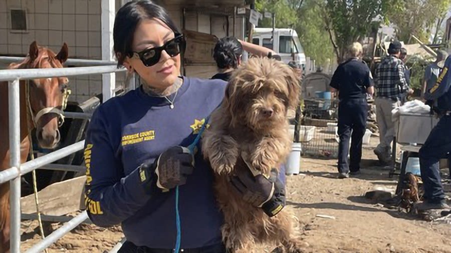 Dozens of dogs to be removed from Coachella Valley property after owner found dead