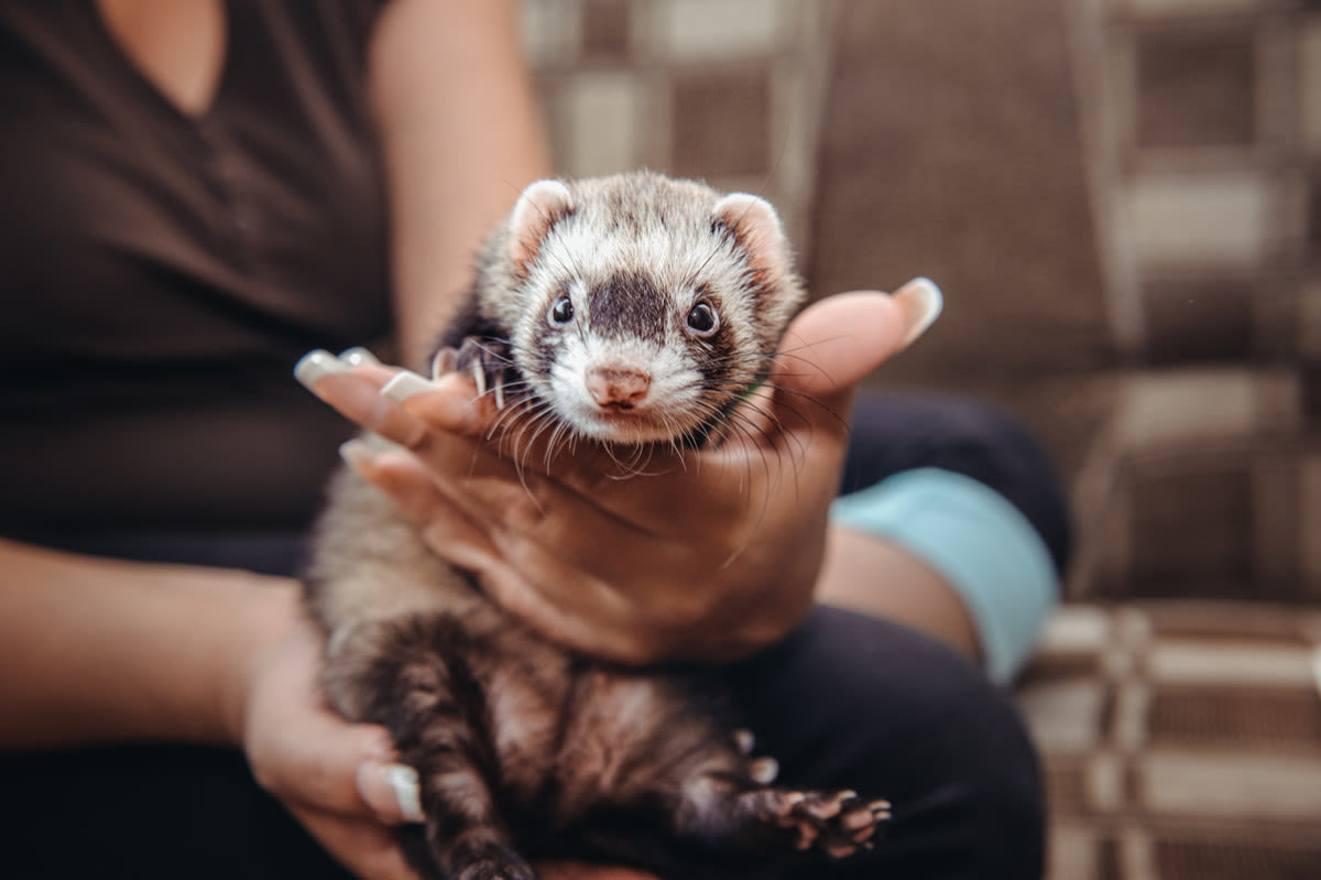 Are Ferrets Good Pets? What You Need to Know