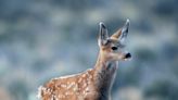 Found a baby deer or elk? Don’t touch or take it home, warns Utah Division of Wildlife Resources