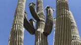 This Arizona cactus is getting noticed for its odd shape. Meet the 'kissing cactus'