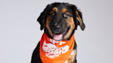 Meet Patrick Mabones, June and 3 other Iowa rescue dogs that will appear in Puppy Bowl XX