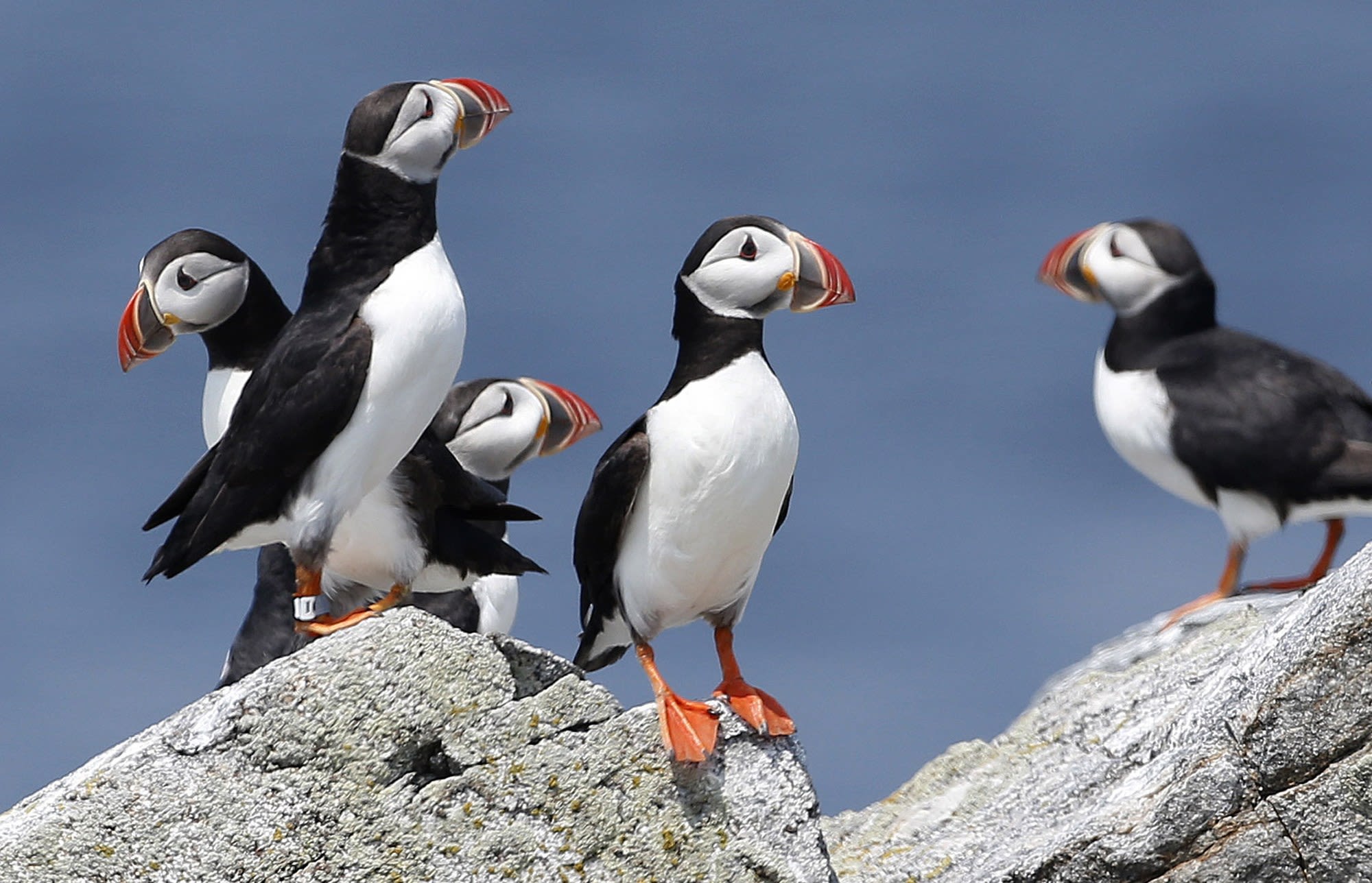 Where to find Maine’s 2nd-largest lighthouse and the state’s cutest bird