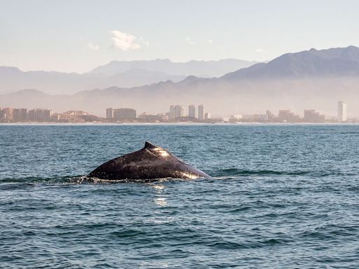 60 ballenas piloto quedaron varadas en la costa de Australia Occidental