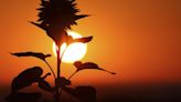 Drought devastates corn and sunflower fields in Romania