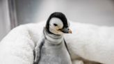 'Rare and precious': Watch endangered emperor penguin hatch at SeaWorld San Diego