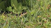 How to Keep Snakes Out of Your Yard Safely and Effectively