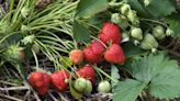 An expert guide on how to grow strawberries in your garden