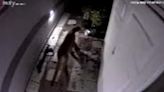 Mountain lion spotted at mobile home park in Milpitas