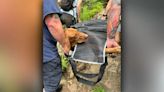 Venomous snake bites dog at Connecticut state park, prompting risky mountaintop rescue