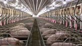 Supreme Court battle over 'cruelty' to pregnant pigs could affect pork prices, animal care