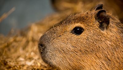 Telford zoo calls for help to locate escaped ‘beloved’ capybara