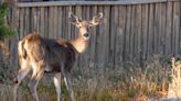 Deer Attacked 3 Dog Owners in the Same Canadian Town Last Week