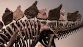 Größtes Stegosaurus-Skelett für 44,6 Millionen Dollar versteigert