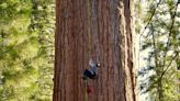 California’s 2,200-year-old tree, General Sherman, is okay for now, but threats loom