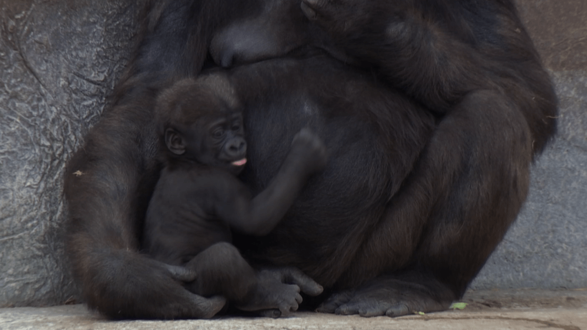 Adorable video shows baby gorilla getting tickled by mom at zoo in Texas