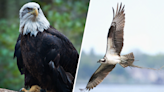 New Jersey plans to drop the bald eagle from its endangered species list