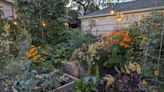 Why You Should Embrace a Chaotic Garden