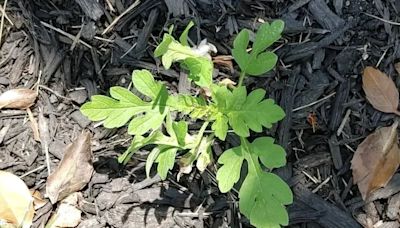 Ragweed, itchy-eye, and sneezing season is about to peak in Philly. Here’s what to know.