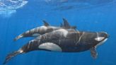 El MITECO impulsa el marcaje satelital de orcas para prevenir choques en el Estrecho