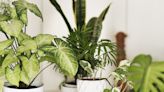 Looking for a new houseplant? Here are our faves!