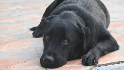 Black Labrador Can't Stop 'Hugging' Mom on Car Ride Home After Adoption