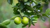 Árbol de limón: Cómo lograr un rápido crecimiento y abundante producción de frutos