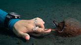 ‘Secrets of the Octopus’ Review: Nat Geo’s Tentacle Spectacle