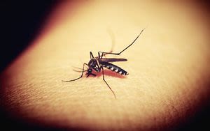 West Nile Virus found in mosquitos in Allegheny County
