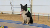 Local dog making moves after winning agility competition at national dog show