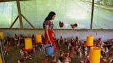 Emprendimiento con gallinas y tomates, una apuesta indígena contra la migración