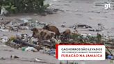 VÍDEO: Cachorros são levados por correnteza na Jamaica em cima de estrutura durante passagem do furacão Beryl