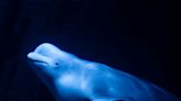 Two beluga whales evacuated from Ukraine arrive in Spain - KVIA