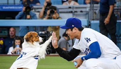 大谷翔平毛小孩開球太萌！ 有牠加持再開轟還給愛的抱抱？