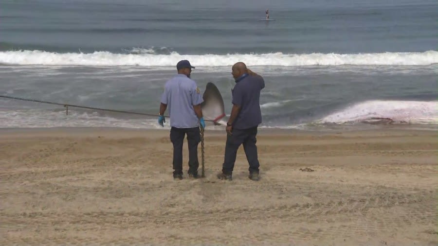 Crews clear 51-foot-long dead fin whale from Torrance Beach