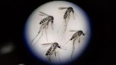 Alerta en el Condado Harris: aumentan las muestras positivas del virus del Nilo Occidental en mosquitos