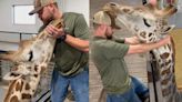 'He just wanted to be loved': Video of happy giraffe after chiropractor visit has people swooning