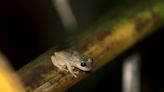 'Climate captives': Frogs, salamanders and toads dying rapidly as Earth warms, study says