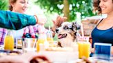 Human Foods to Keep Away from Your Pooch at the BBQ