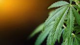 DOJ Confirms Moving Marijuana to Schedule III; Sidesteps Anticipated Impact on State Cannabis Markets