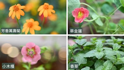 香港公園「食用花與香草展覽」免費睇 芳香萬壽菊香氣濃、旱金蓮味道如芥末 (10:15) - 20240422 - 即時熱點