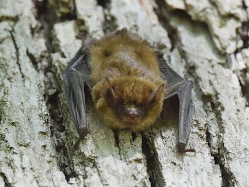 Bat with rabies found in Washtenaw County: What to know